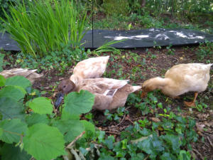 Ducks at work